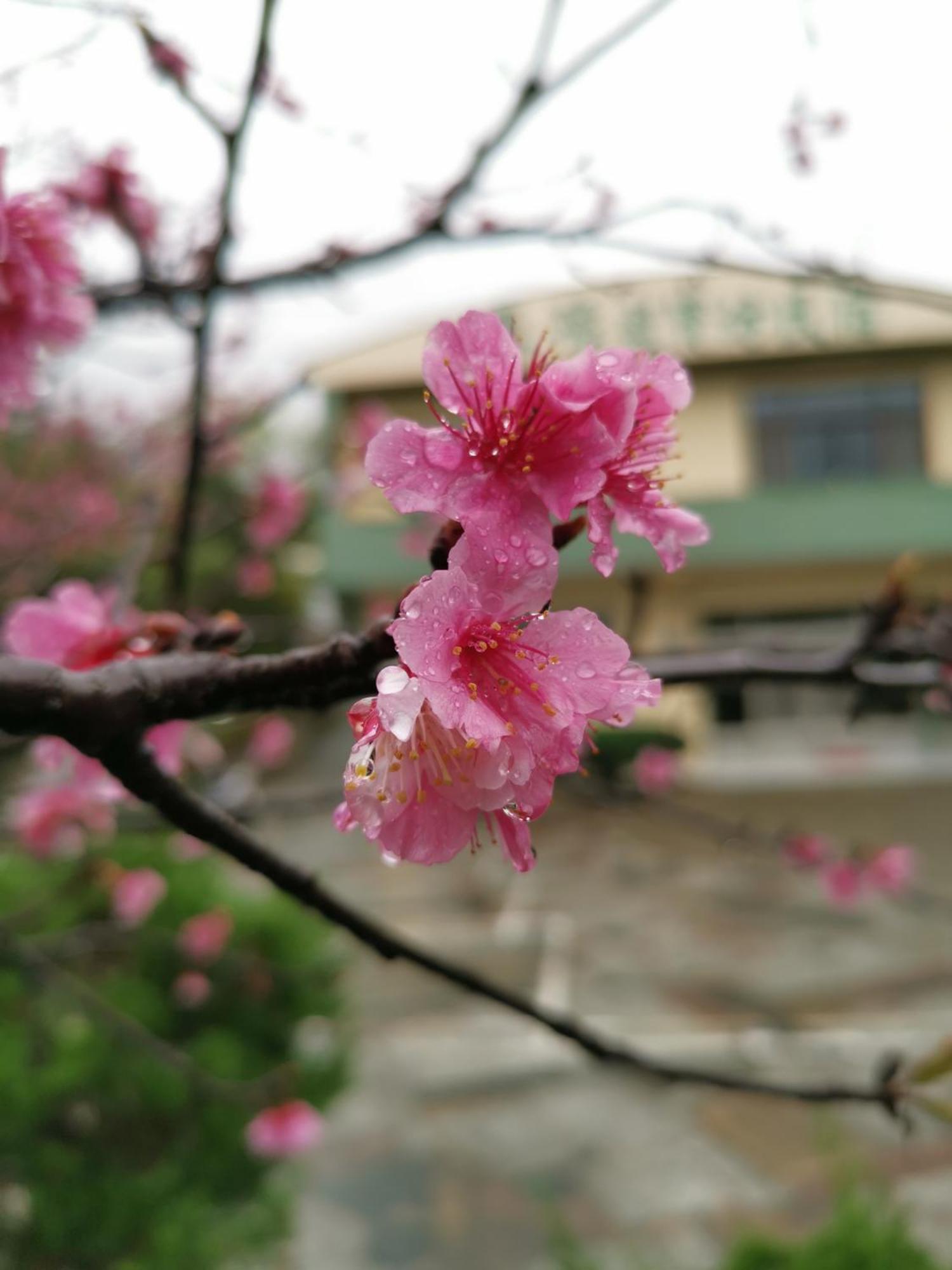 Tai Yu Ju Bao Fang B&B Luye Exteriér fotografie